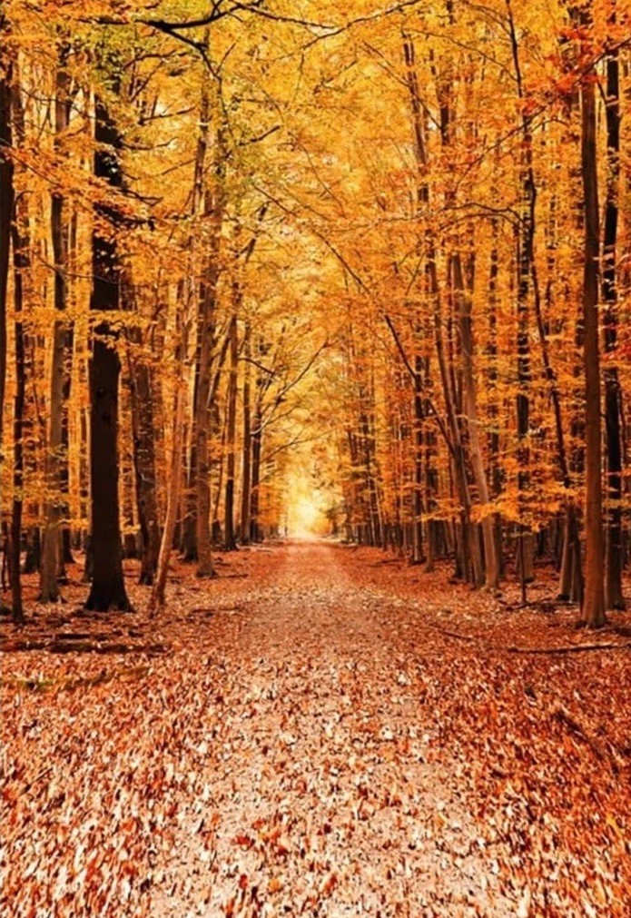 7x5Ft Fall Backdrop Autumn Background Photography Golden Maple Forest Path