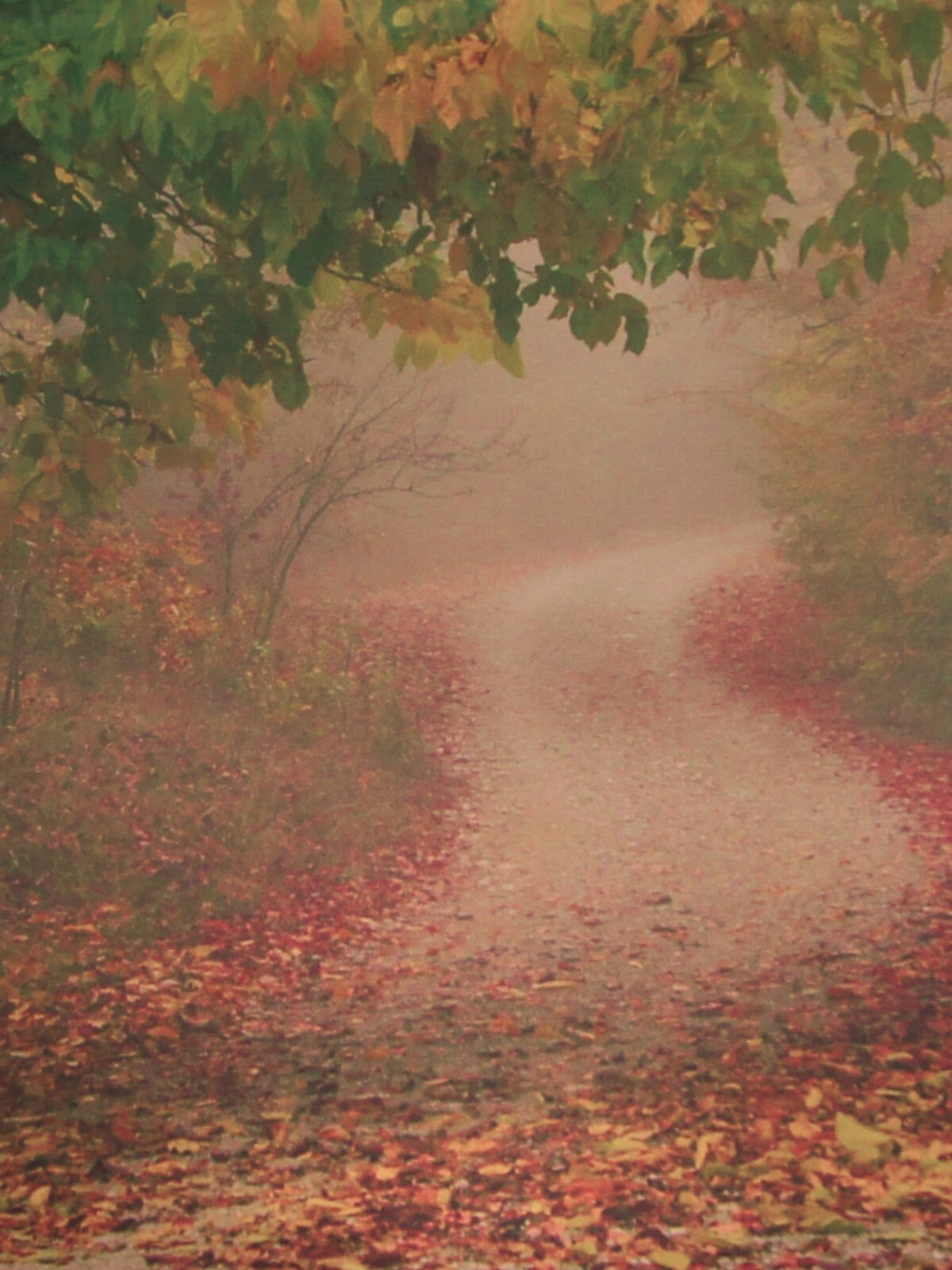 Background – Freedom Cloth Denny “Fall Trails” – 6×8′