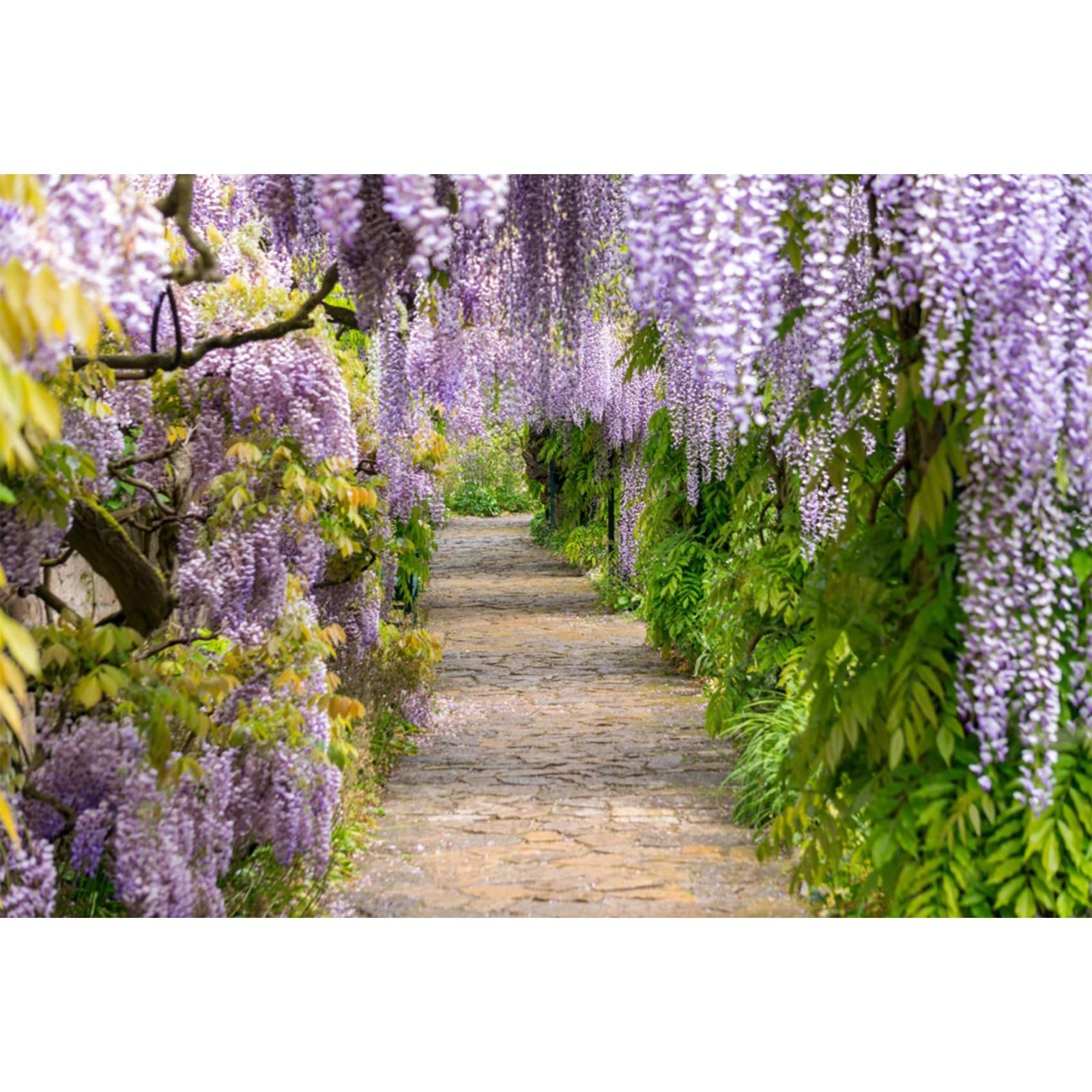 5x3ft Background for Purple Cirrus Pathway Photography Backdrop Violet Wister…