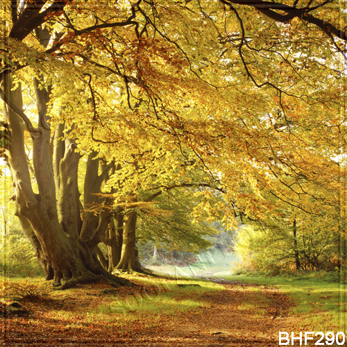 Autumn 10’x20’Computer/Digital Vinyl Scenic Photo Backdrop Background BHF290