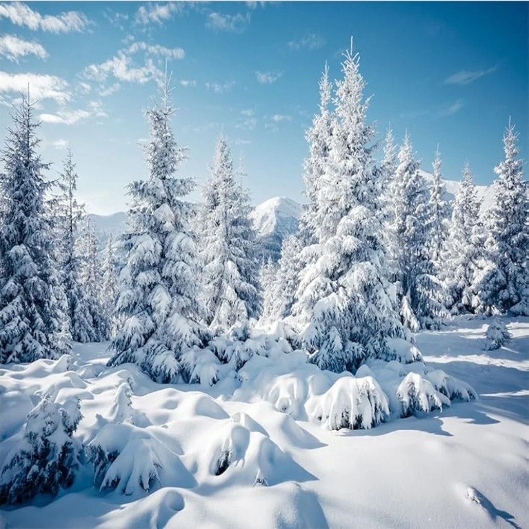 10x10Ft Winter Forest Snow Backdrop Outdoor White Snow Cover Pine Tree Photo