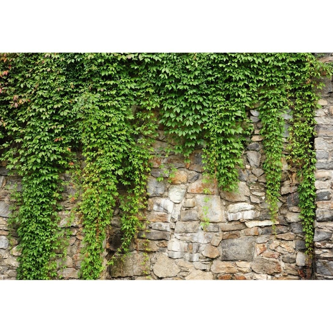 Yeele 20x10ft Green Leaves Wall Backdrop Spring Rustic Green Vine Plants Vint…