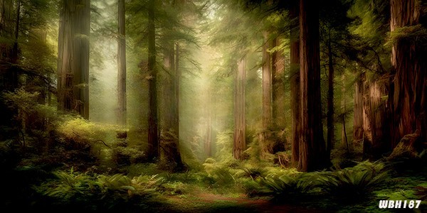 20’x10’CP Forest Tall Trees Scenic Microfiber Fabric background backdrop WBH187