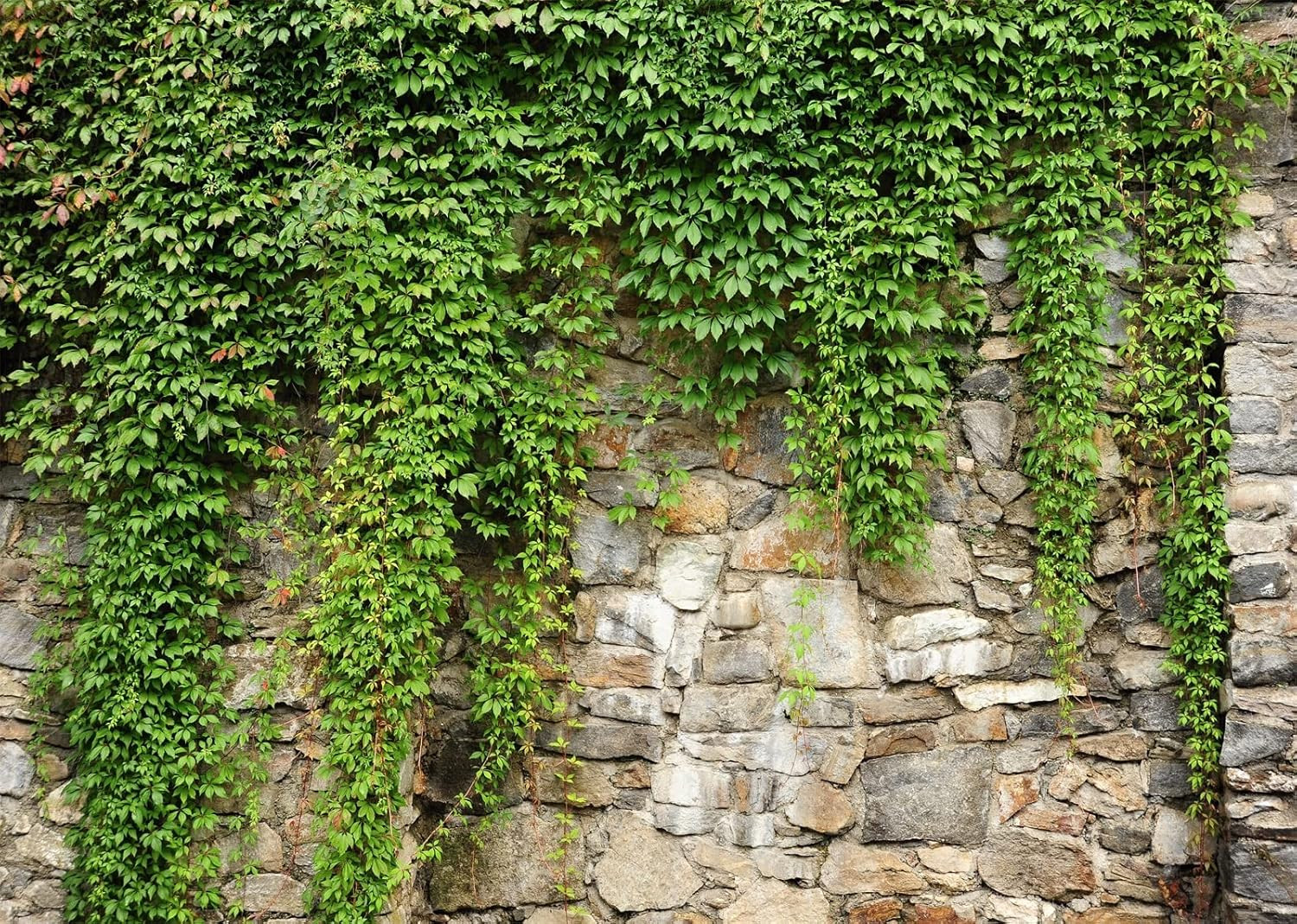 Green Leaves & Stone Wall Backdrop for Weddings, Birthdays, and Studio Photos