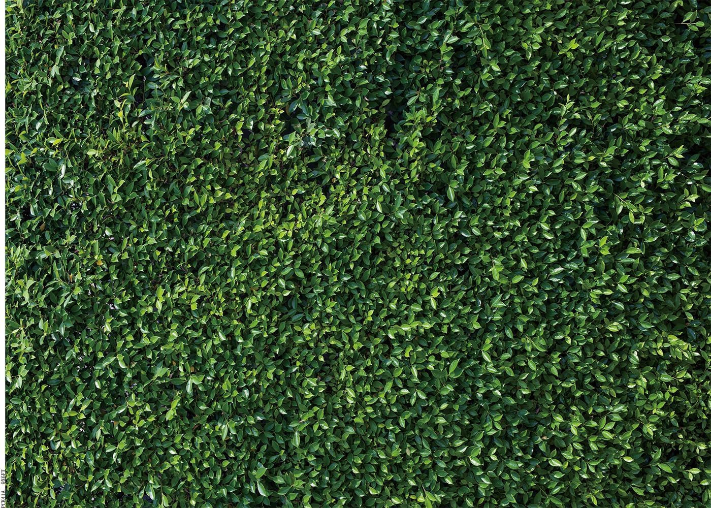 10X8FT Green Leaves Photography Backdrops Leaf Green Vertical Texture Backdrop B
