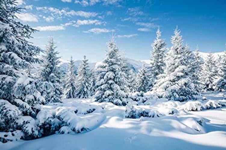 Winter Snow Forest Backdrop 9x6ft Fabric – Frozen White – Winter-002