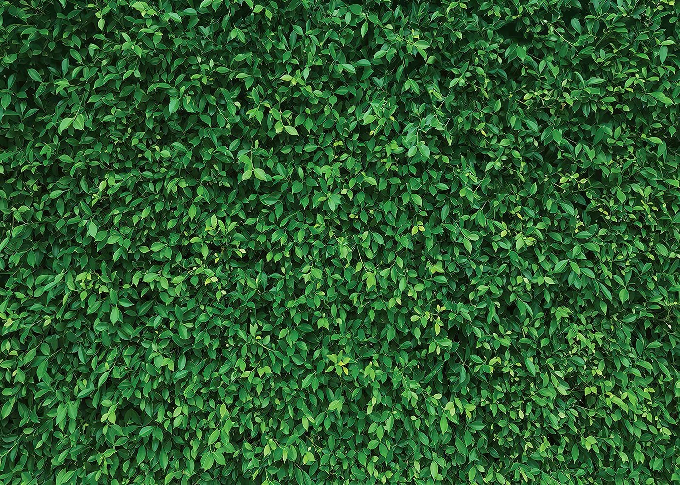 7x5ft Green Leaves Nature Photography Background Computer-Printed Vinyl