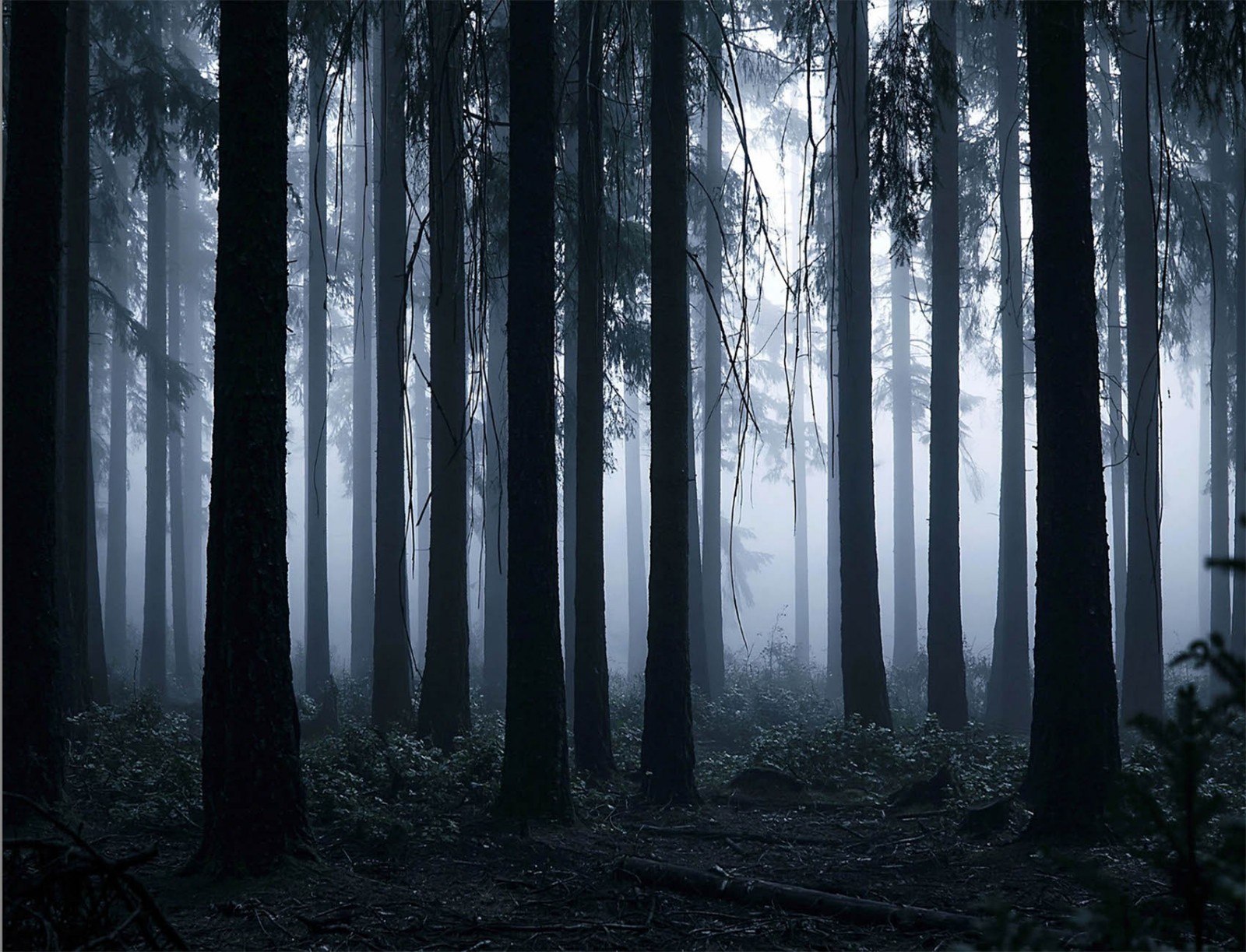 10x8ft Spooky Haunted Forest Backdrop Foggy Woodland Background for Photography