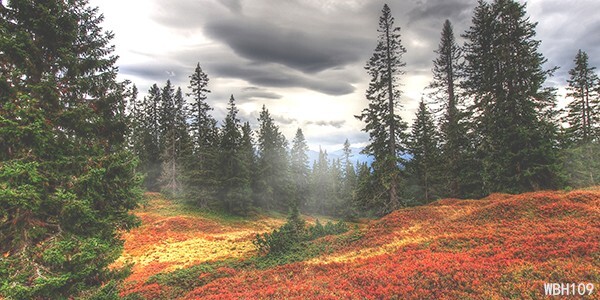 20’x10’CP Trees Flowers Hill Scenic Microfiber Fabric background backdrop WBH109