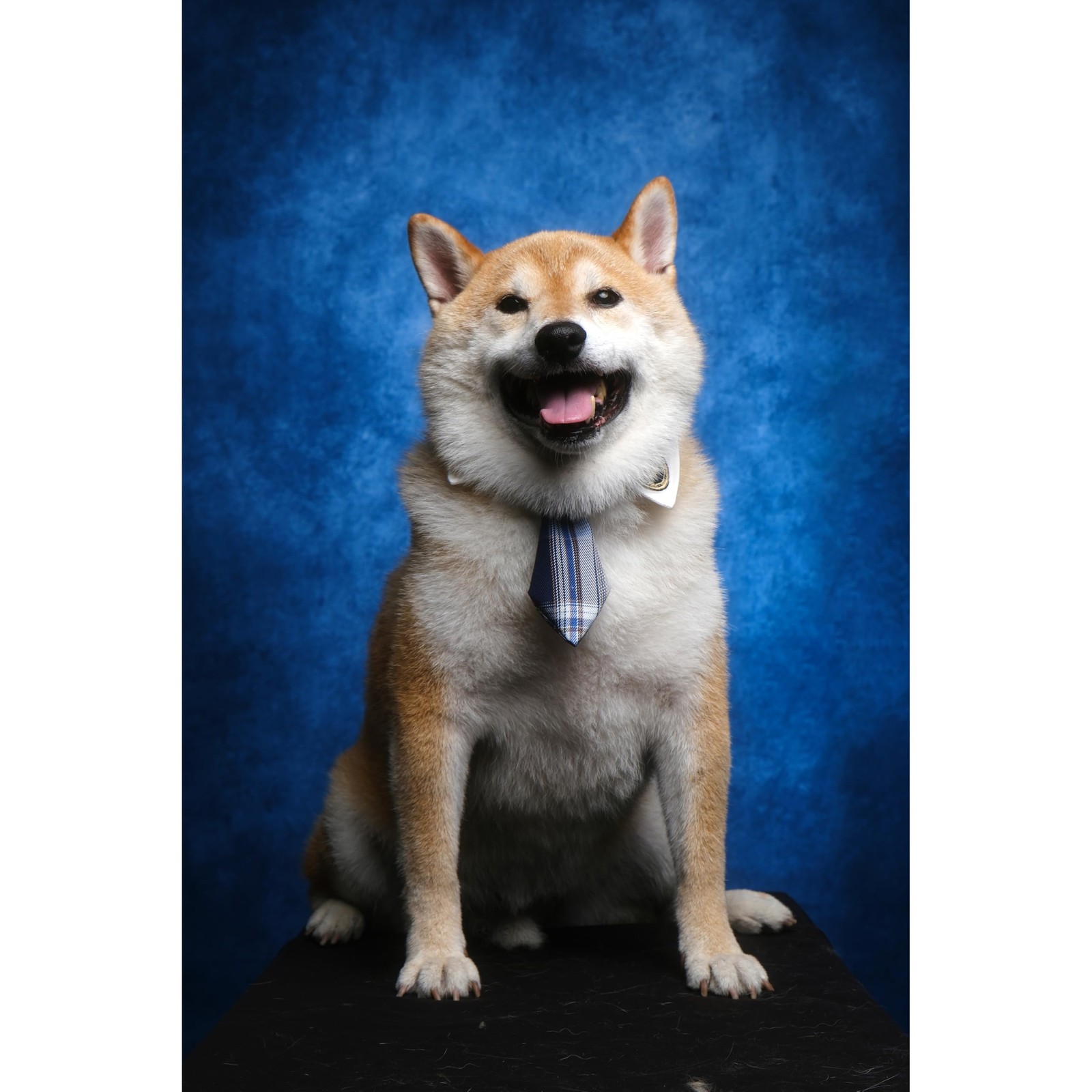 88ft Abstract Blue Fabric Texture Photo Backdrop Headshots Portraits