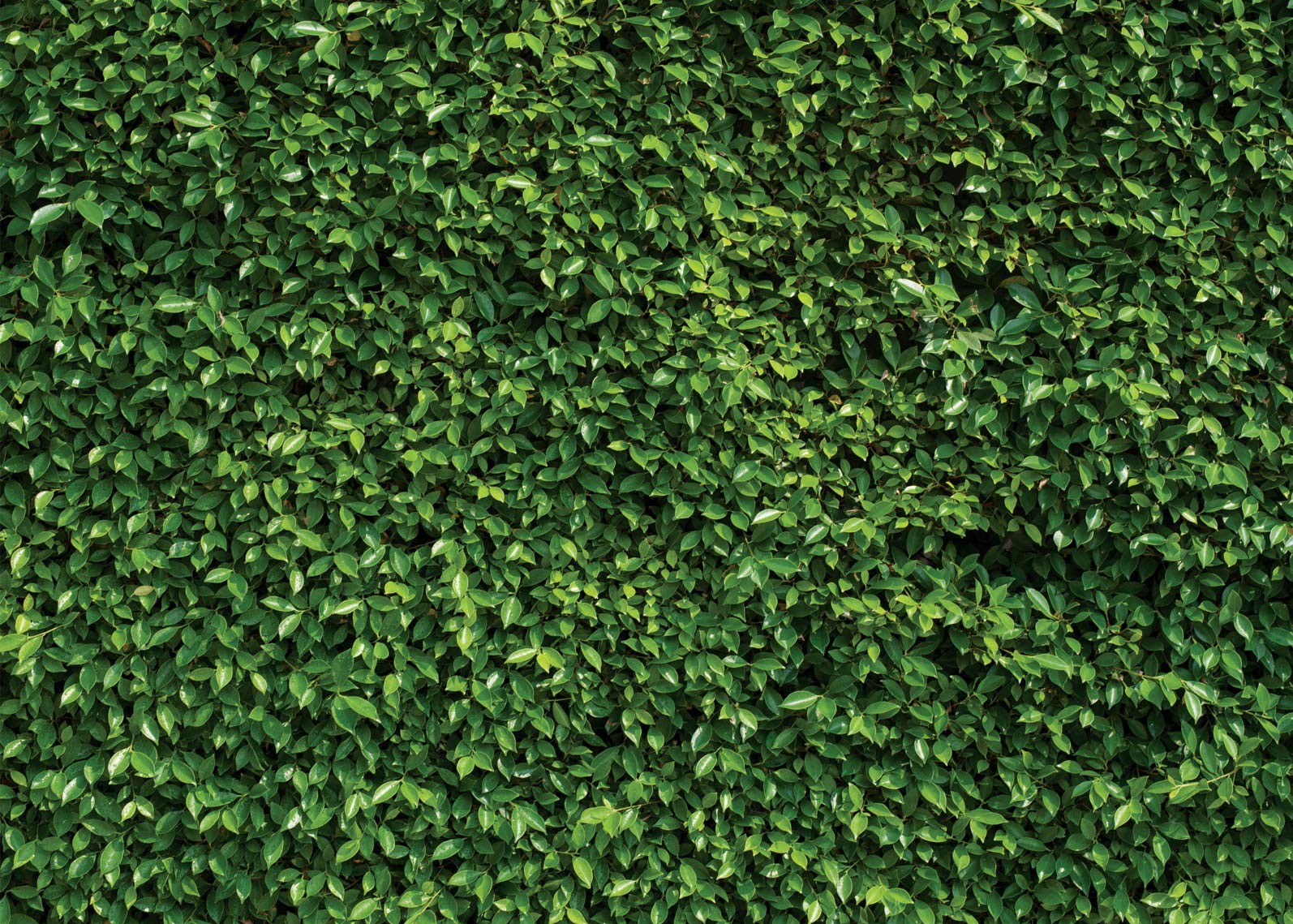 SJOLOON 7X5ft Green Leaves Backdrop Greenery Natural 7x5FT,