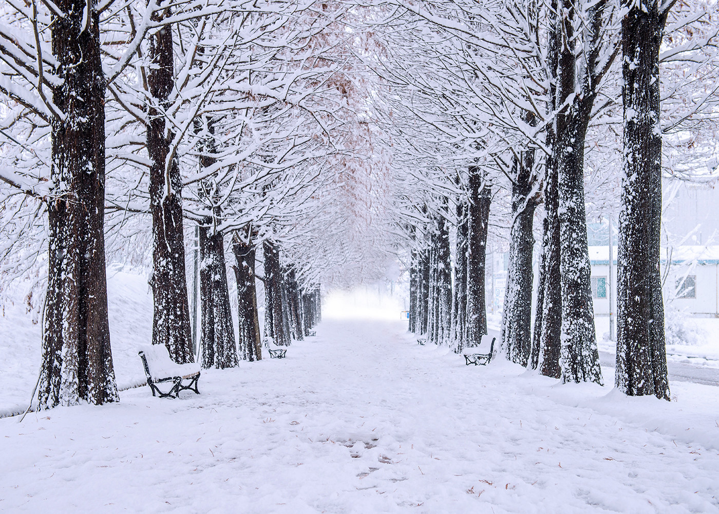 Winter Snow Trees Path Vinyl Backdrop Xmas Photography Background Studio Props