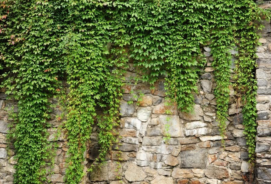 Yeele 20x10ft Green Leaves Wall Backdrop Spring Rustic Green Vine Plants Vint…