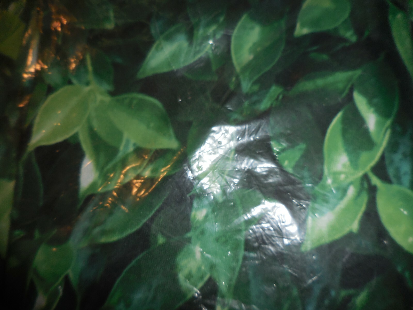 7X5 GREEN LEAVES, GARDEN HEDGE PHOTO BACKDROP ~ NEW ~ FAST SHIPPING