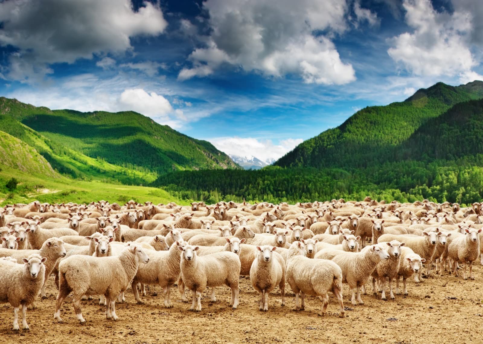 BELECO 7x5ft Fabric Rural Pasture Herd of Sheep Backdrop for 7x5FT, A13728
