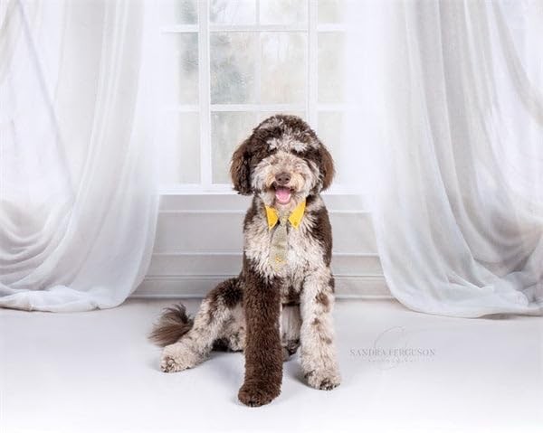 7x5ft White Curtain Backdrop Window Photo Interior Room Family Portrait Props