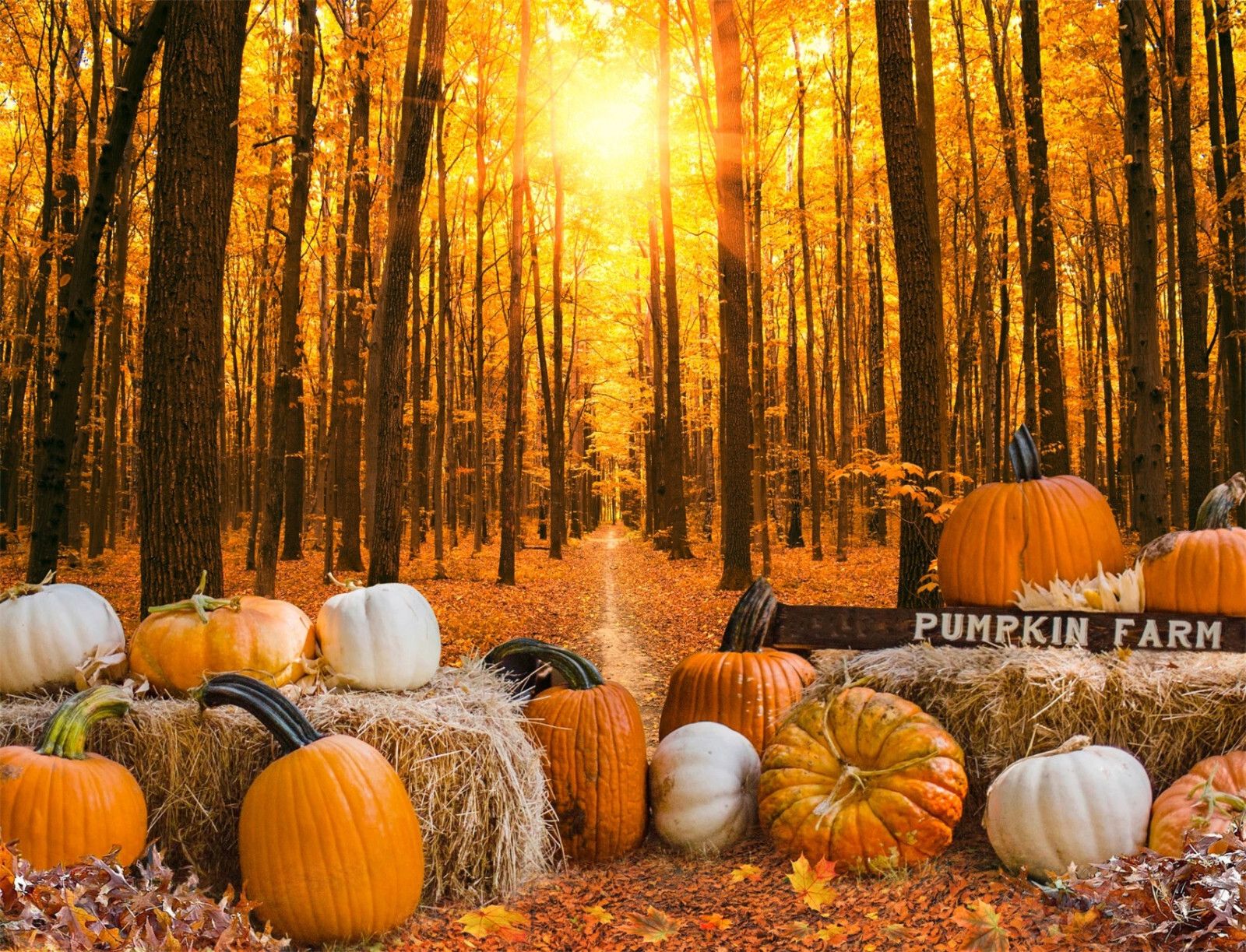 10x8ft Sunset Landscape Orange Pumpkin Fall ForestPhoto Background Studio Props