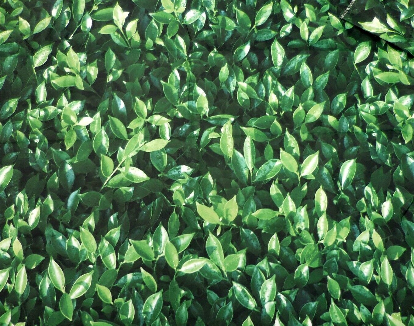 7X5 GREEN LEAVES, GARDEN HEDGE PHOTO BACKDROP ~ NEW ~ FAST SHIPPING