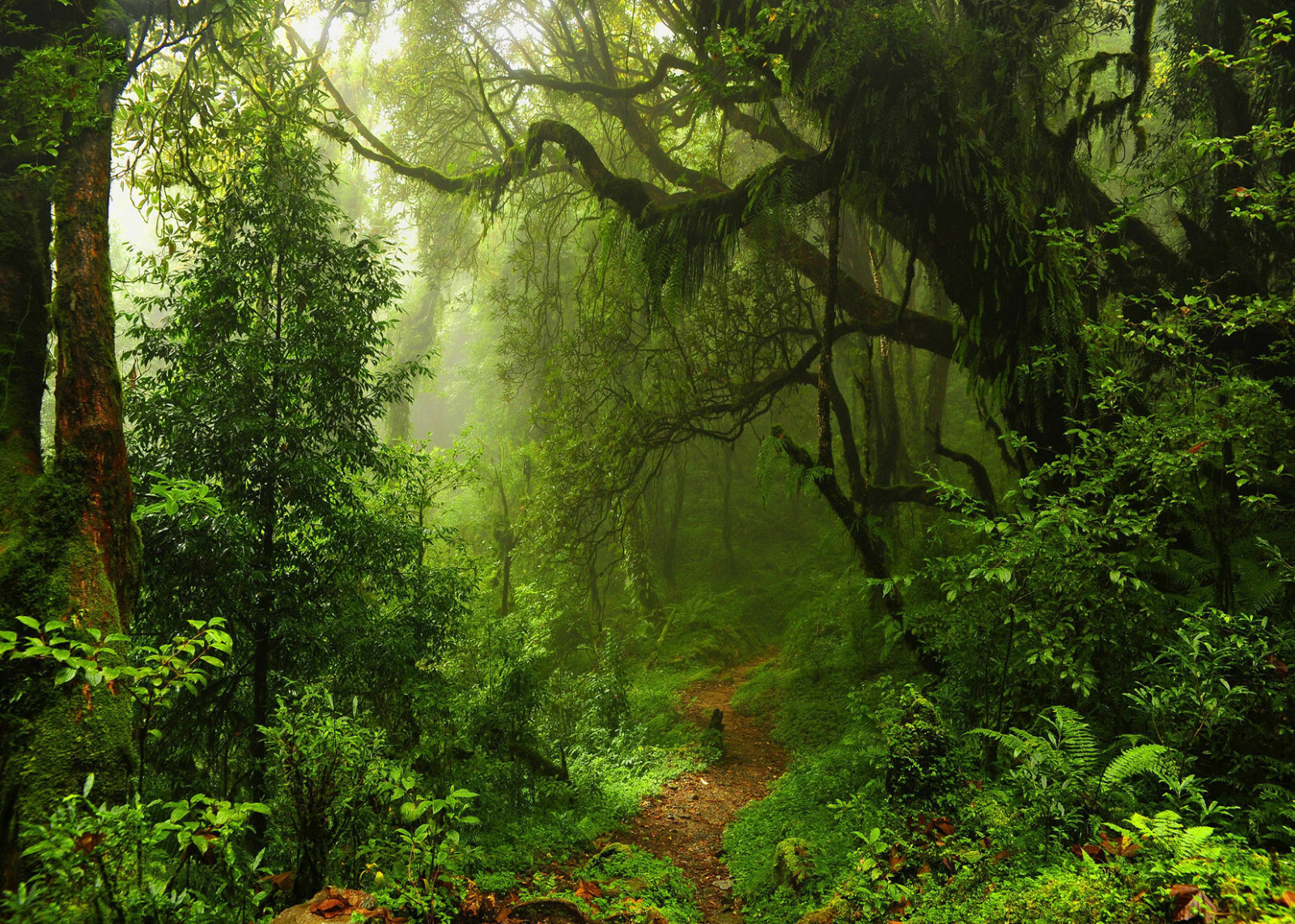 Jungle Forest Backdrop Green Nature Trees Photography Background Studio Props