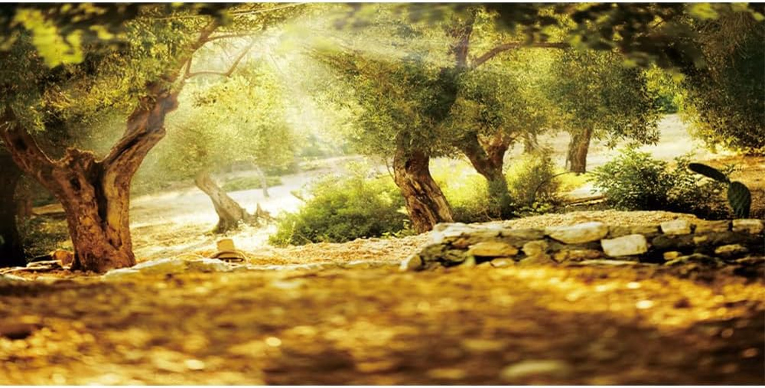 20X10Ft Natural Scenery Backdrop Olive Trees Sunshine Wonderland Dreamy Haze Blu
