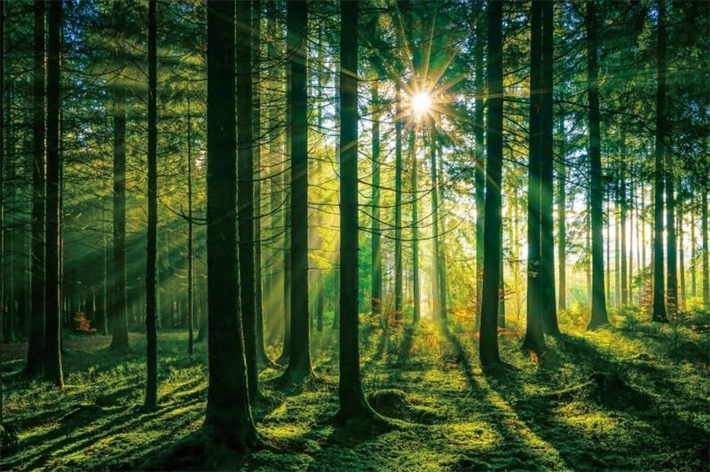 7x5ft Green Forest Backdrop for Photography, Camping, Nature, Woodland, Lands…