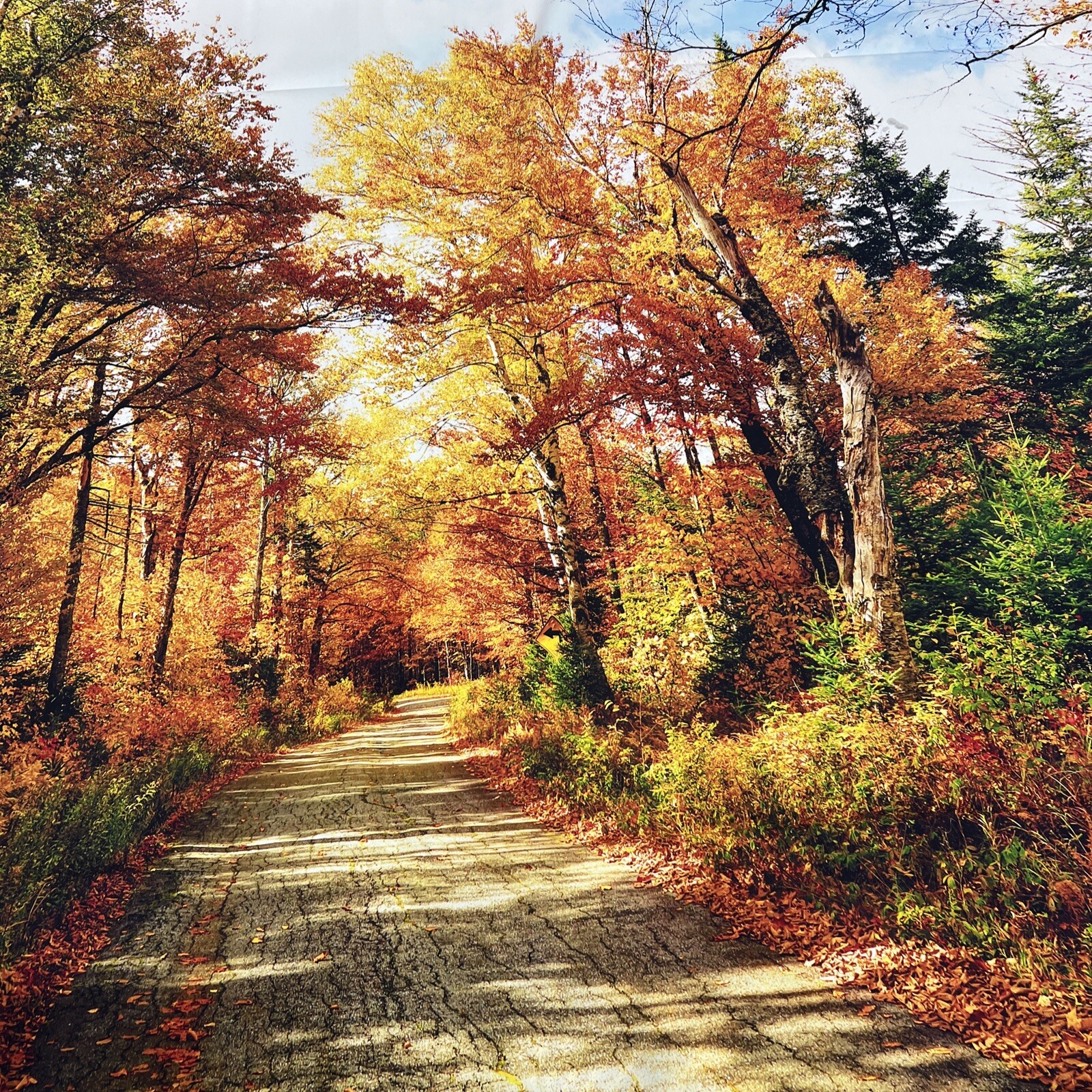 8x8ft Fall Picture Backdrop Yellow Leaves Filled with Trees Autumn Scenery Vi…