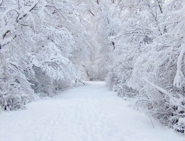Snow Photography Background Winter Photographic Backdrop Christmas Stage Party